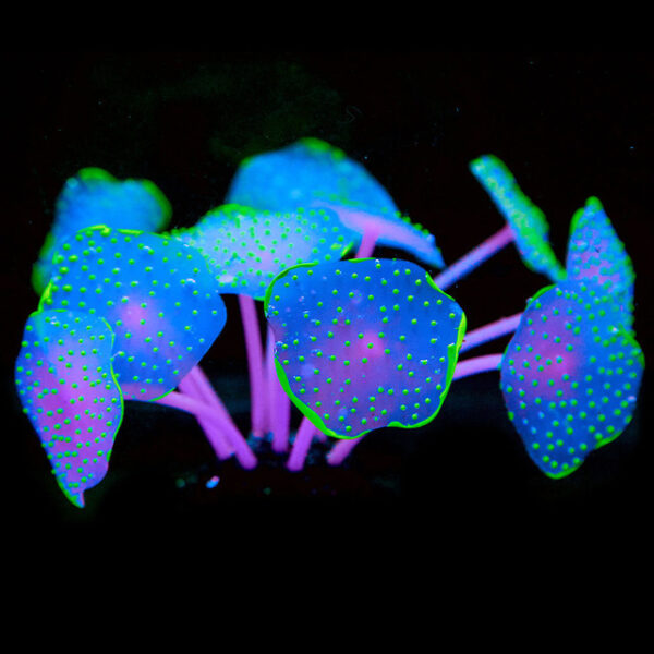Silica Gel Aquarium For Artificial Aquarium Coral Plants - Image 5
